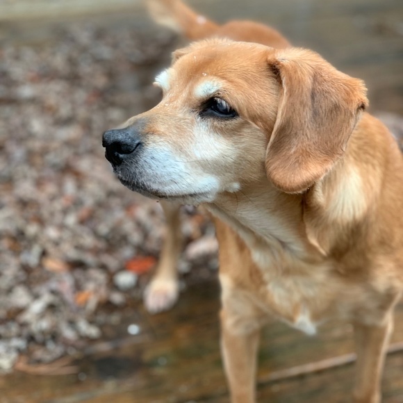 R.I.P. Junebug 😭 01/28/21 - Picture 14 of 16